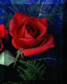Poeme